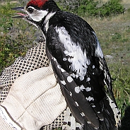 Great Spotted Woodpecker